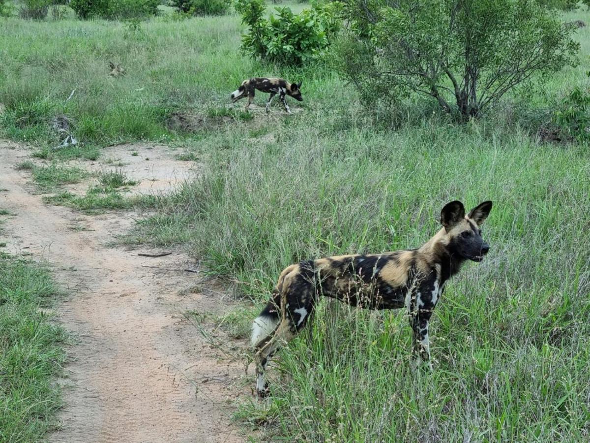The Wild Olive Tree Camp Welverdiend (Mpumalanga)